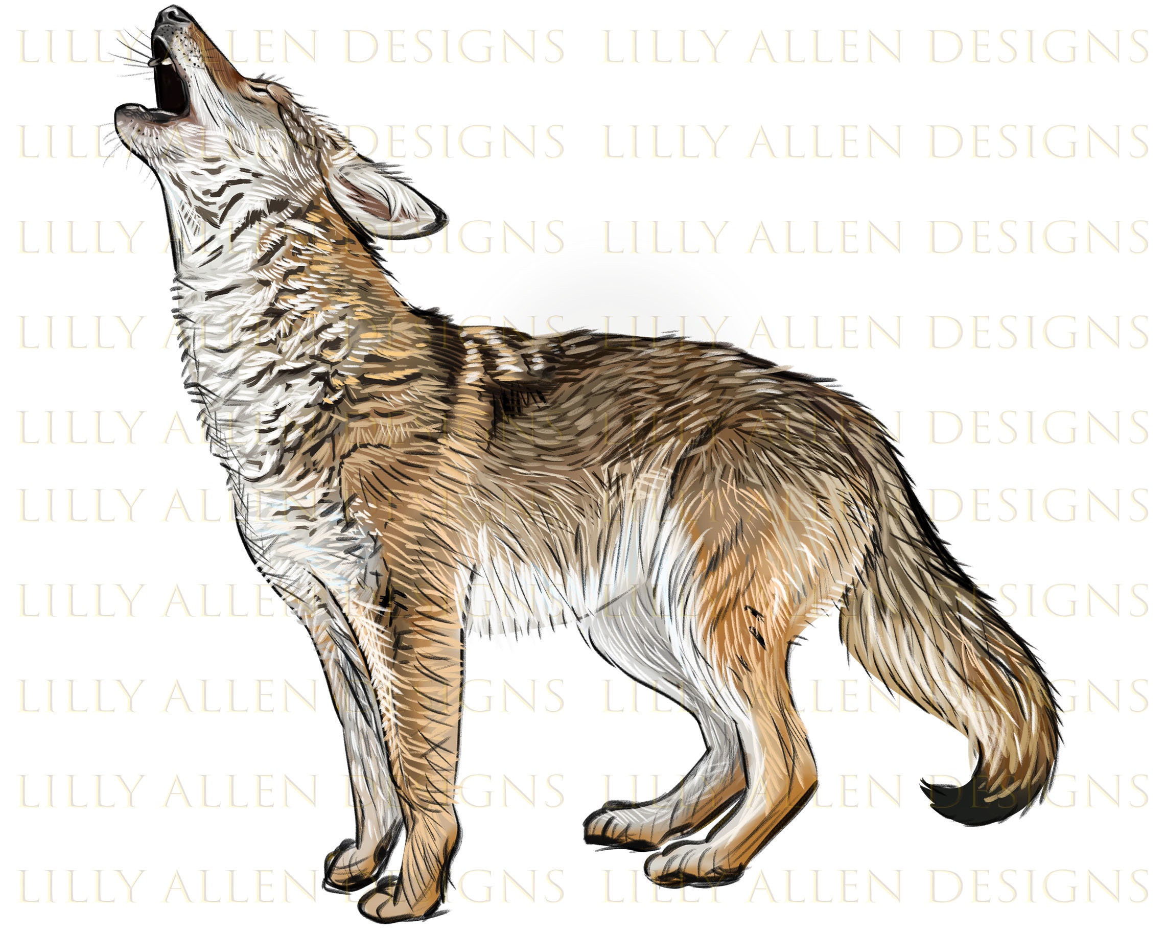 Howling Coyote Drawing