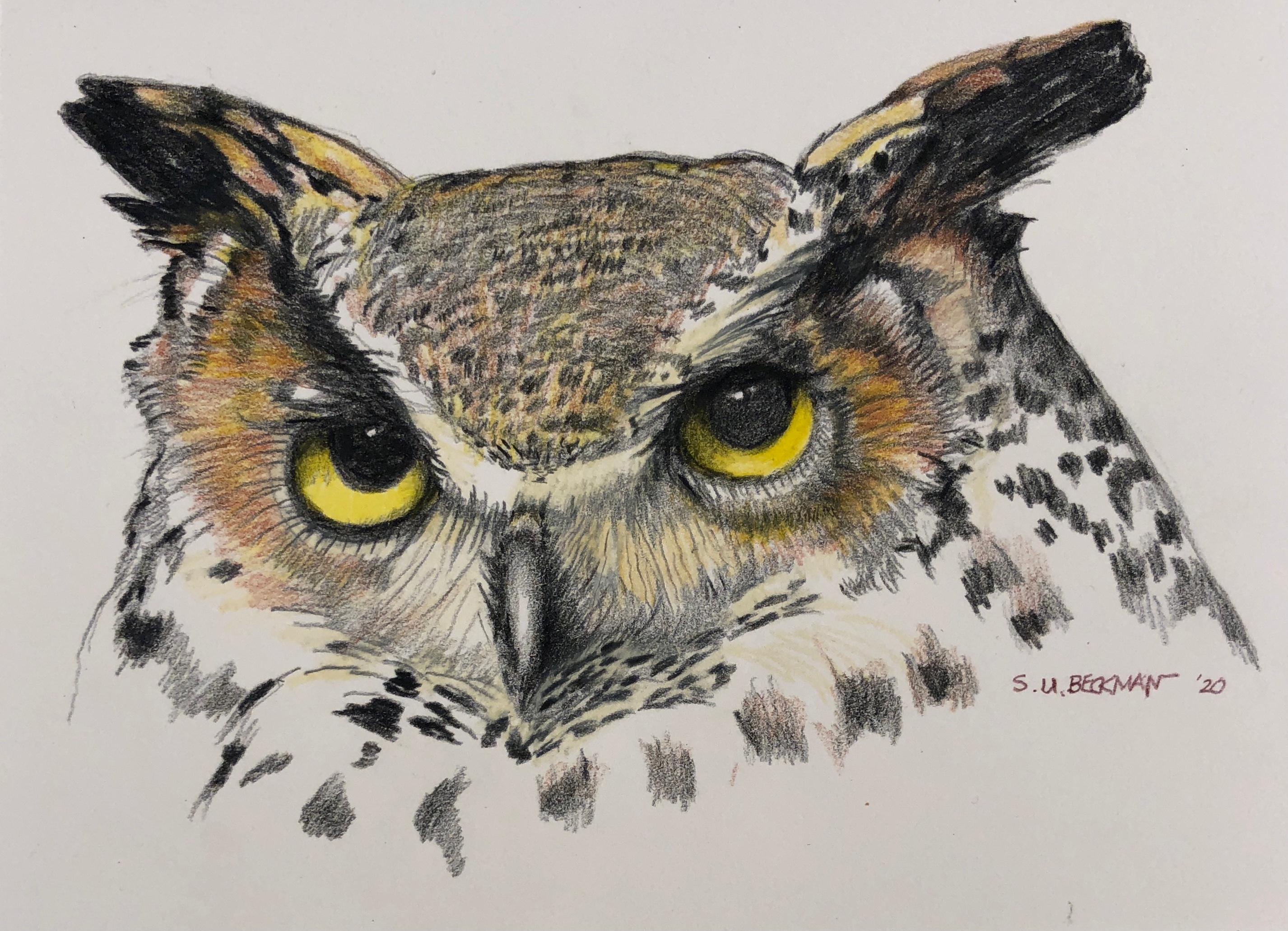 Sylvia Beckman Owl Colored Pencil Drawing of a Great Horned Owl For
