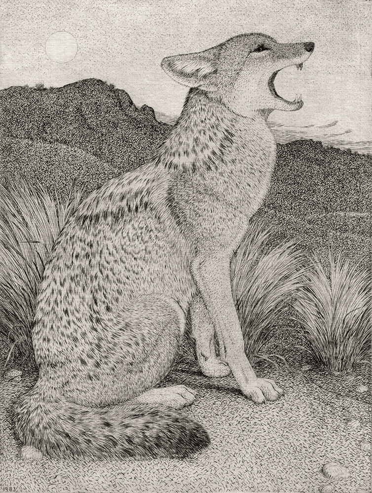 Coyote Howling Drawing at Explore collection of