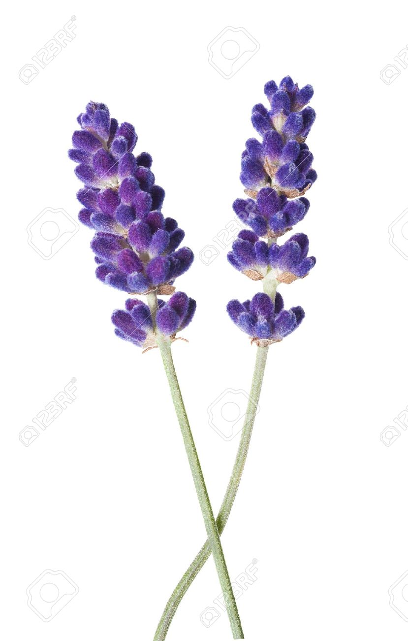 Simple Lavender Drawing at GetDrawings Free download