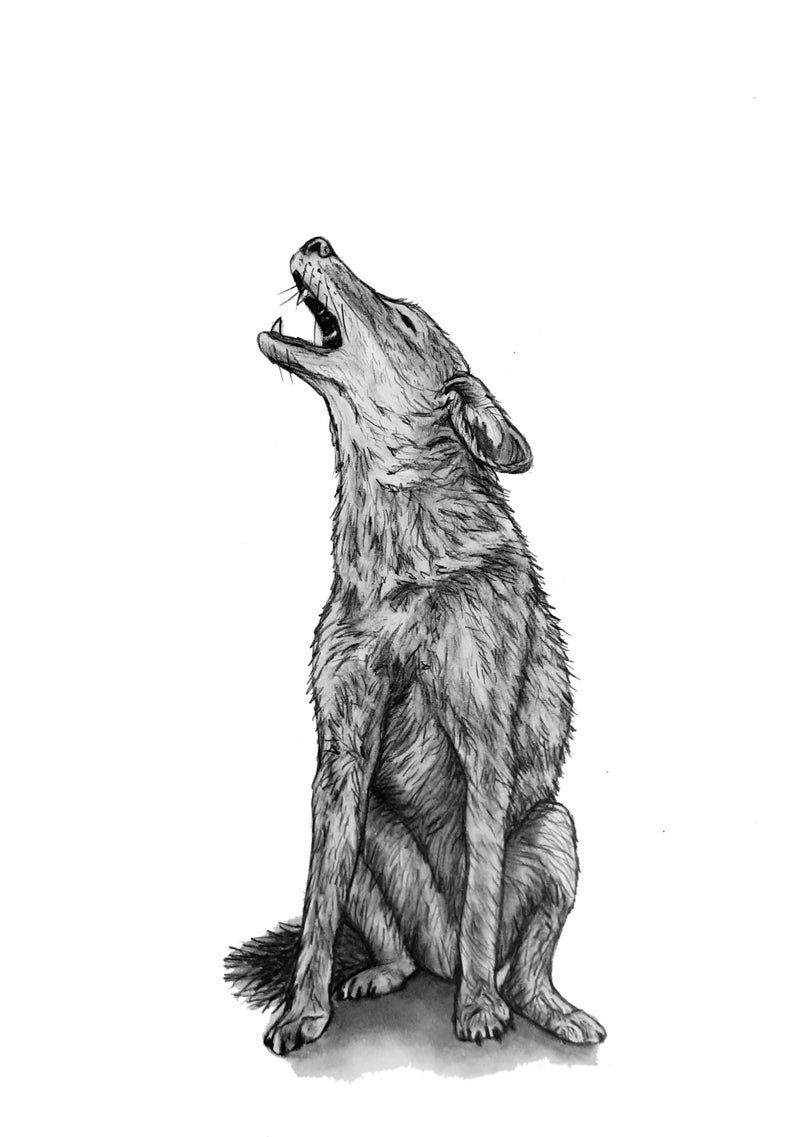 Howling Coyote Original Pencil Drawing 84 Etsy Canada Coyote