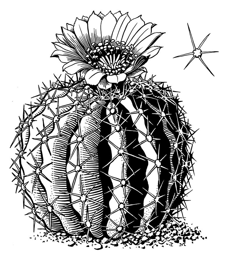 Saguaro Illustration Paul Mirocha Design and Illustration » Desert