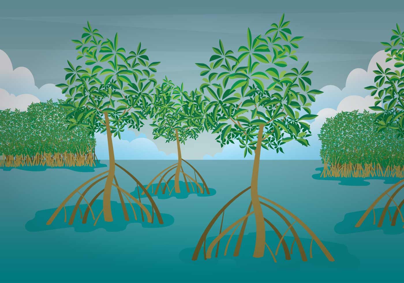 Free Mangrove Illustration Illustration, Jungle mural, Watercolor sunset