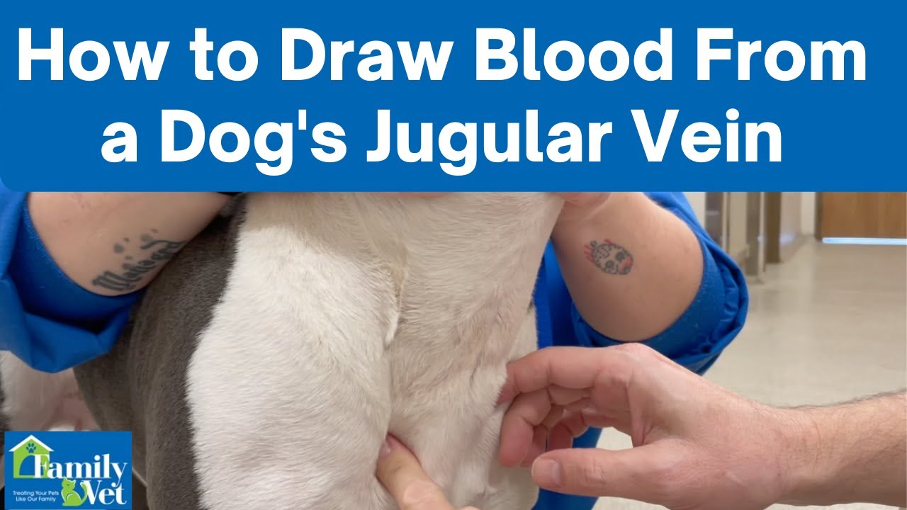 How to Draw Blood From a Dog's Jugular Vein YouTube