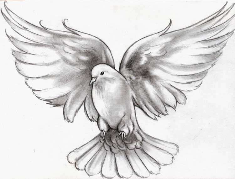 Dove Drawing, Pencil, Sketch, Colorful, Realistic Art Images Drawing