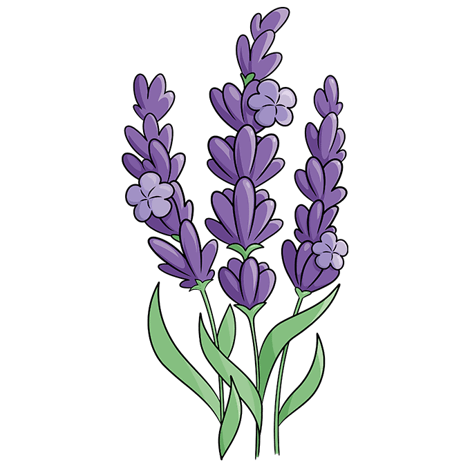 How to Draw Lavender Really Easy Drawing Tutorial